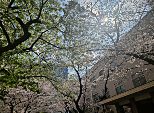 东京理科大学