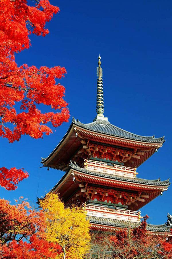 日本大学院校