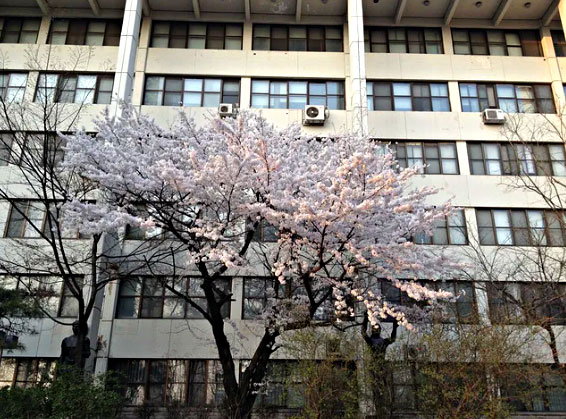 弘益大学