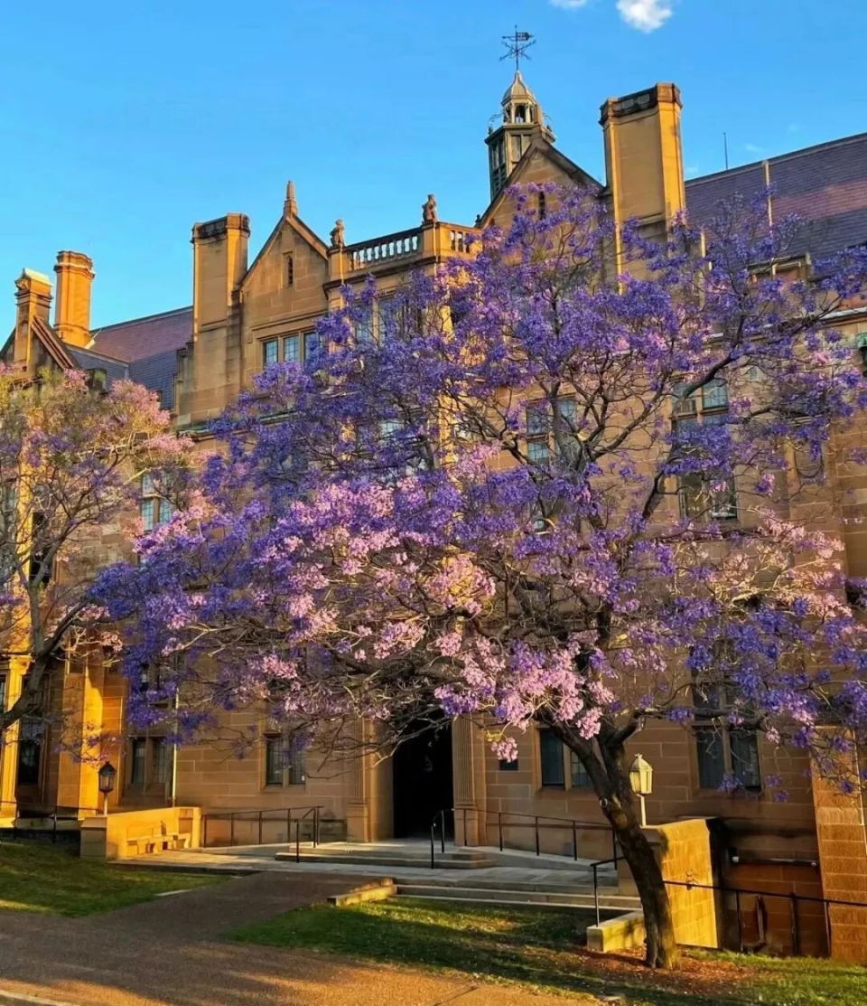 悉尼大学